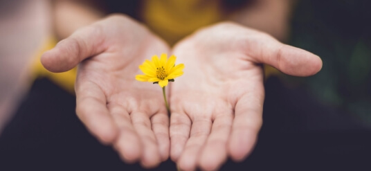 A pair of hands presenting a small yellow flower